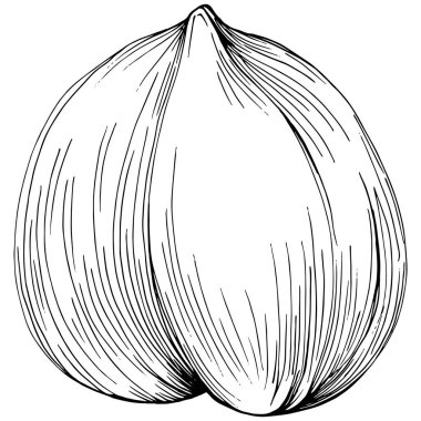 Siyah beyaz klip sanatı, fındık grafik sanatı, beyaz arkaplanda izole edilmiş basit vektör çizimi. 