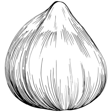 Siyah beyaz klip sanatı, fındık grafik sanatı, beyaz arkaplanda izole edilmiş basit vektör çizimi. 