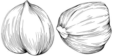 Siyah beyaz klip sanatı, fındık grafik sanatı, beyaz arkaplanda izole edilmiş basit vektör çizimi. 