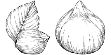 Siyah beyaz klip sanatı, fındık grafik sanatı, beyaz arkaplanda izole edilmiş basit vektör çizimi. 