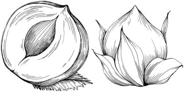 Siyah beyaz klip sanatı, fındık grafik sanatı, beyaz arkaplanda izole edilmiş basit vektör çizimi. 