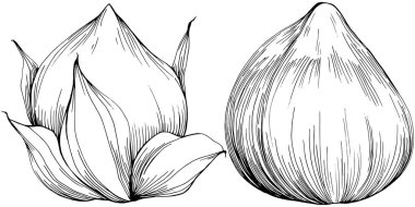 Siyah beyaz klip sanatı, fındık grafik sanatı, beyaz arkaplanda izole edilmiş basit vektör çizimi. 