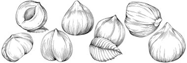 Siyah beyaz klip sanatı, fındık grafik sanatı, beyaz arkaplanda izole edilmiş basit vektör çizimi. 