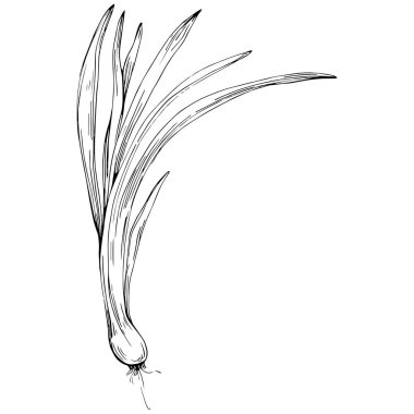 Yeşil soğan vektörü izole edildi.