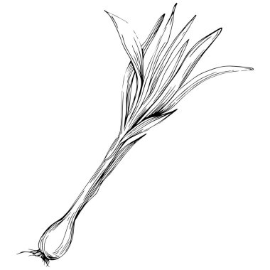 Yeşil soğan vektörü izole edildi.