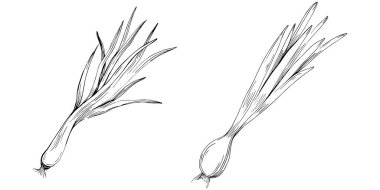 Yeşil soğan vektörü izole edildi. Bitki oymalı stil illüstrasyon. Detaylı organik ürün çizimi. Tasarım logosu, menü, etiket, simge, pul için en iyisi..