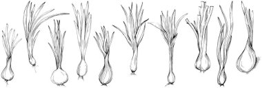 Yeşil soğan vektörü izole edildi. Bitki oymalı stil illüstrasyon. Detaylı organik ürün çizimi. Tasarım logosu, menü, etiket, simge, pul için en iyisi..