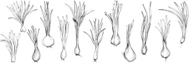 Yeşil soğan vektörü izole edildi. Bitki oymalı stil illüstrasyon. Detaylı organik ürün çizimi. Tasarım logosu, menü, etiket, simge, pul için en iyisi..