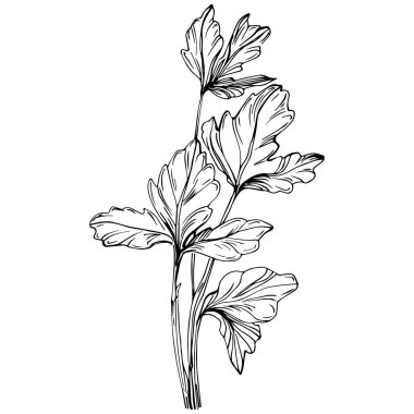 Maydanoz vektörü izole edilmiş bitki 