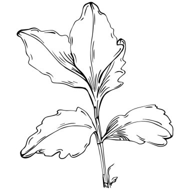 Maydanoz vektörü izole edilmiş bitki 