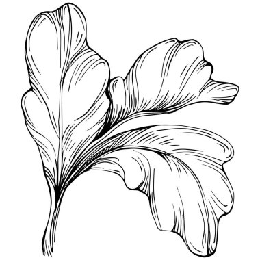 Maydanoz vektörü izole edilmiş bitki 