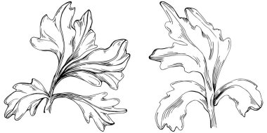 Maydanoz vektörü bitkiyi yapraklarla izole etti. Bitki oymalı stil illüstrasyon. Detaylı organik ürün çizimi. Tasarım logosu, menü, etiket, simge, pul için en iyisi..