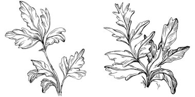 Maydanoz vektörü bitkiyi yapraklarla izole etti. Bitki oymalı stil illüstrasyon. Detaylı organik ürün çizimi. Tasarım logosu, menü, etiket, simge, pul için en iyisi..