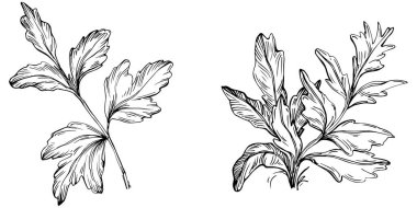 Maydanoz vektörü bitkiyi yapraklarla izole etti. Bitki oymalı stil illüstrasyon. Detaylı organik ürün çizimi. Tasarım logosu, menü, etiket, simge, pul için en iyisi..