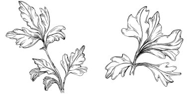 Maydanoz vektörü bitkiyi yapraklarla izole etti. Bitki oymalı stil illüstrasyon. Detaylı organik ürün çizimi. Tasarım logosu, menü, etiket, simge, pul için en iyisi..