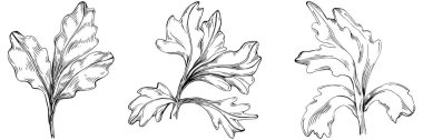Maydanoz vektörü bitkiyi yapraklarla izole etti. Bitki oymalı stil illüstrasyon. Detaylı organik ürün çizimi. Tasarım logosu, menü, etiket, simge, pul için en iyisi..