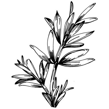 Biberiye dalları ve yaprakları izole