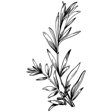 Biberiye dalları ve yaprakları izole