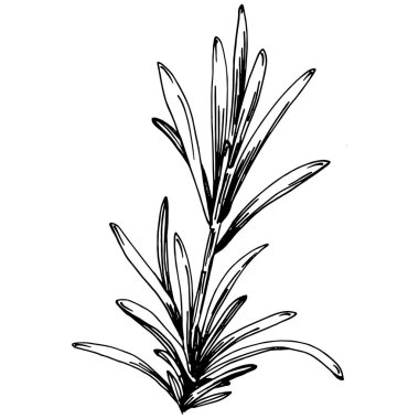 Biberiye dalları ve yaprakları izole