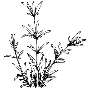 Biberiye dalları ve yaprakları izole