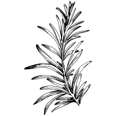 Biberiye dalları ve yaprakları izole