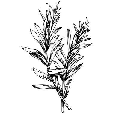 Biberiye dalları ve yaprakları izole