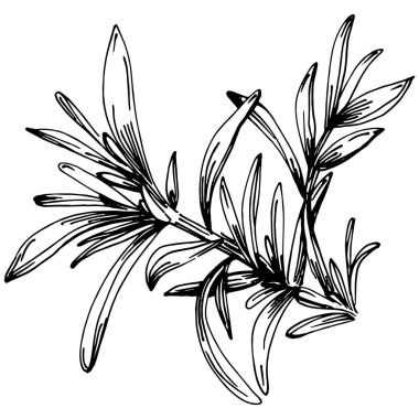 Biberiye dalları ve yaprakları izole