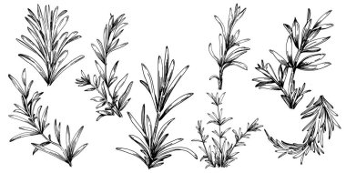 Biberiye dalları ve yaprakları izole edilmiş Vektör el çizimi. Yemek çizimi. Eski tarz. Tasarım logosu, menü, etiket, simge, pul için en iyisi.