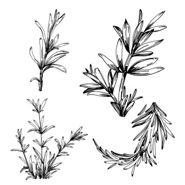 Biberiye dalları ve yaprakları izole