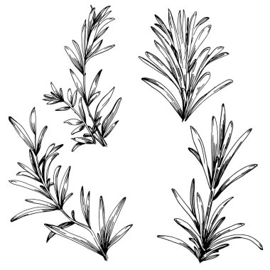 Biberiye dalları ve yaprakları izole