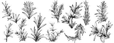 Biberiye dalları ve yaprakları izole edilmiş Vektör el çizimi. Yemek çizimi. Eski tarz. Tasarım logosu, menü, etiket, simge, pul için en iyisi.