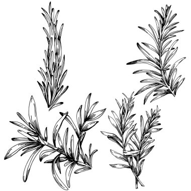 Biberiye dalları ve yaprakları izole