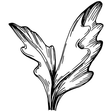 Arugula vektörü izole edilmiş bitki 