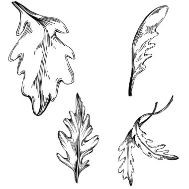 Arugula vektörü izole edilmiş bitki 