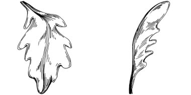 Arugula vektörü bitkiyi yapraklarla izole etti. Bitki oymalı stil illüstrasyon. Detaylı organik ürün çizimi. Tasarım logosu, menü, etiket, simge, pul için en iyisi..