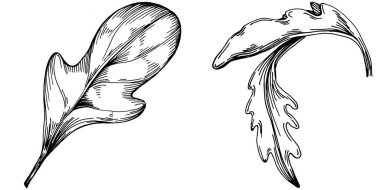 Arugula vektörü bitkiyi yapraklarla izole etti. Bitki oymalı stil illüstrasyon. Detaylı organik ürün çizimi. Tasarım logosu, menü, etiket, simge, pul için en iyisi..