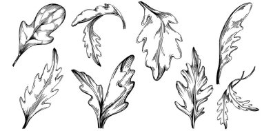 Arugula vektörü bitkiyi yapraklarla izole etti. Bitki oymalı stil illüstrasyon. Detaylı organik ürün çizimi. Tasarım logosu, menü, etiket, simge, pul için en iyisi..