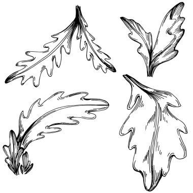 Arugula vektörü izole edilmiş bitki 