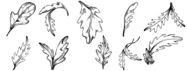 Arugula vektörü bitkiyi yapraklarla izole etti. Bitki oymalı stil illüstrasyon. Detaylı organik ürün çizimi. Tasarım logosu, menü, etiket, simge, pul için en iyisi..