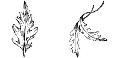 Arugula vektörü bitkiyi yapraklarla izole etti. Bitki oymalı stil illüstrasyon. Detaylı organik ürün çizimi. Tasarım logosu, menü, etiket, simge, pul için en iyisi..