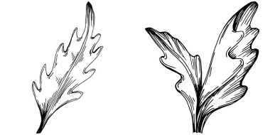 Arugula vektörü bitkiyi yapraklarla izole etti. Bitki oymalı stil illüstrasyon. Detaylı organik ürün çizimi. Tasarım logosu, menü, etiket, simge, pul için en iyisi..