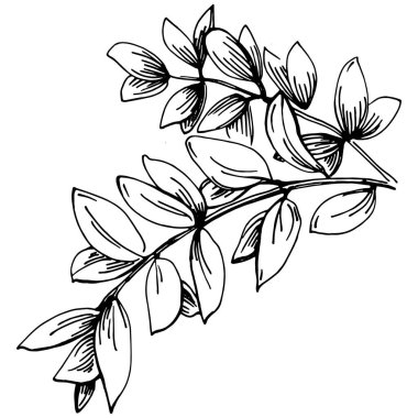 Kekik vektörü bitkiyi izole etti 