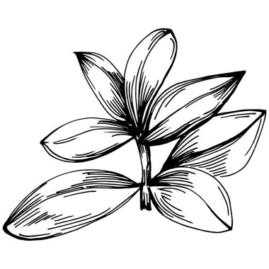 Kekik vektörü bitkiyi izole etti 