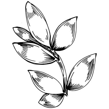 Kekik vektörü bitkiyi izole etti 