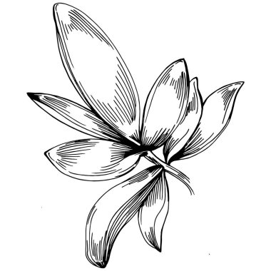 Kekik vektörü bitkiyi izole etti 