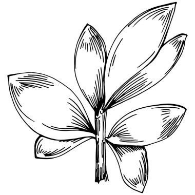 Kekik vektörü bitkiyi izole etti 