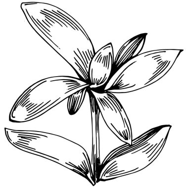 Kekik vektörü bitkiyi izole etti 