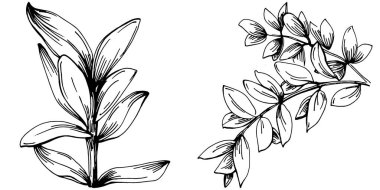 Kekik vektörü bitkiyi yapraklarla izole etti. Bitki oymalı stil illüstrasyon. Detaylı organik ürün çizimi. Tasarım logosu, menü, etiket, simge, pul için en iyisi..