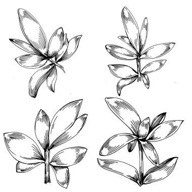 Kekik vektörü bitkiyi izole etti 