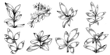 Kekik vektörü bitkiyi yapraklarla izole etti. Bitki oymalı stil illüstrasyon. Detaylı organik ürün çizimi. Tasarım logosu, menü, etiket, simge, pul için en iyisi..